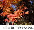 日光紅葉 96528390