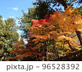 紅葉 96528392