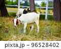 Boer goat in Thailand import from africa 96528402