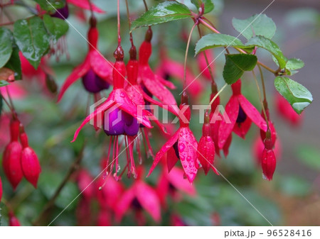 Fuschias in the rain 96528416