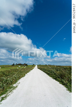 宗谷丘陵 白い貝殻の道（北海道） 96528417