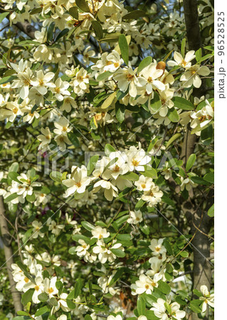 白色の花弁の中の黄色の雄蕊が特徴のウンナンオガタマ 96528525