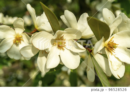 白色の花弁の中の黄色の雄蕊が特徴のウンナンオガタマ 白色の花弁の中の黄色の雄蕊が特徴のウンナンオガタマ 96528526