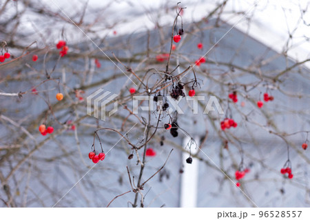 Red viburnum berries in cold 96528557