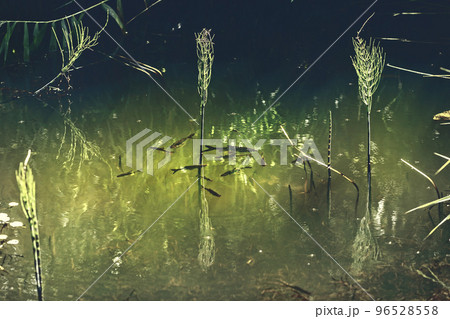 Small fish underwater in sunlight 96528558