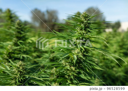 Blooming ripe Marijuana with Buds and green Leaves. Organic Cannabis Sativa Female Plants with CBD 96528599