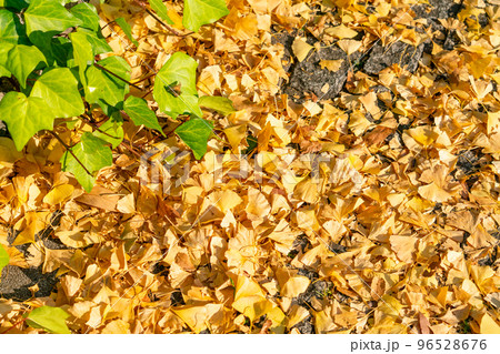 秋イメージ 96528676