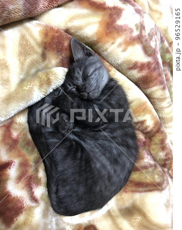 仔猫 仔猫 96529165