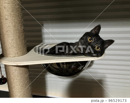 仔猫 仔猫 96529173
