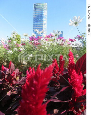 赤いケイトウの花とコスモスの花越しにみえる高層ビル 赤いケイトウの花とコスモスの花越しにみえる高層ビル 96529191