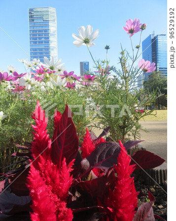 赤いケイトウの花とコスモスの花越しにみえる高層ビル 赤いケイトウの花とコスモスの花越しにみえる高層ビル 96529192