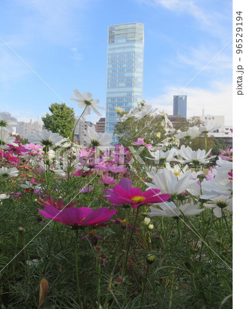 コスモスの花越しにみえる高層ビル 96529194