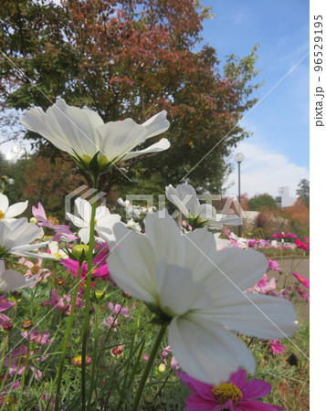 公園の花壇に咲くコスモスの花 96529195