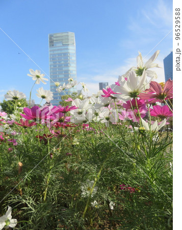 コスモスの花越しにみえる高層ビル コスモスの花越しにみえる高層ビル 96529588