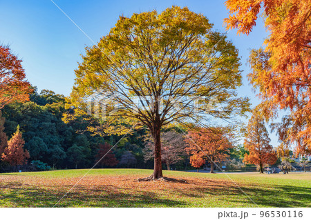 平和公園、紅葉するメタセコイア〈愛知県名古屋市〉 96530116