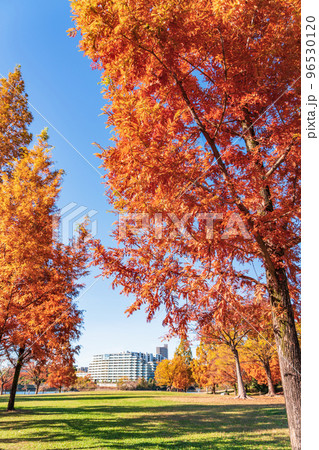 平和公園、紅葉するメタセコイア〈愛知県名古屋市〉 96530120