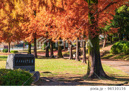 平和公園、紅葉するメタセコイア〈愛知県名古屋市〉 96530156