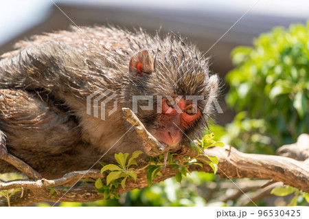 京都の嵐山モンキーパークのサル 96530425