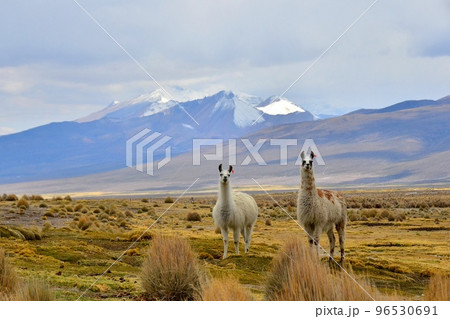 Llama リャマ 96530691