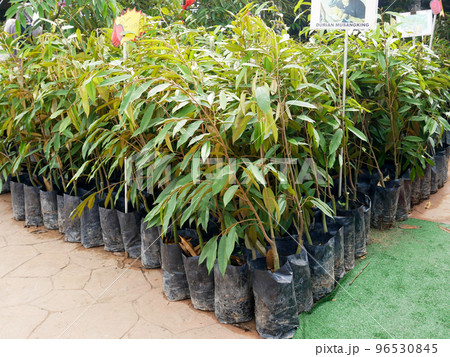 MELAKA, MALAYSIA - MARCH 4, 2022: Durian tree seedlings on display for sale. The durian tree is a type of tropical tree whose fruit has a high commercial value. Also known as the king of fruits, MELAKA, MALAYSIA - MARCH 4, 2022: Durian tree seedlings on display for sale. The durian tree is a type of tropical tree whose fruit has a high commercial value. Also known as the king of fruits, 96530845