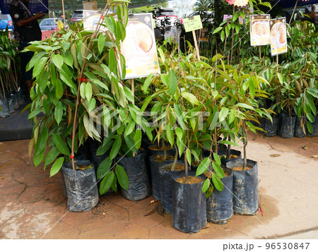 MELAKA, MALAYSIA - MARCH 4, 2022: Durian tree seedlings on display for sale. The durian tree is a type of tropical tree whose fruit has a high commercial value. Also known as the king of fruits, 96530847