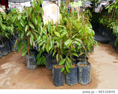 MELAKA, MALAYSIA - MARCH 4, 2022: Durian tree seedlings on display for sale. The durian tree is a type of tropical tree whose fruit has a high commercial value. Also known as the king of fruits, MELAKA, MALAYSIA - MARCH 4, 2022: Durian tree seedlings on display for sale. The durian tree is a type of tropical tree whose fruit has a high commercial value. Also known as the king of fruits, 96530849