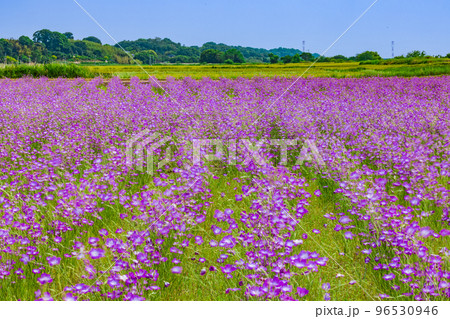 ムギナデシコの花畑　埼玉県 96530946