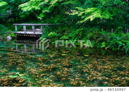 【岐阜県絶景】モネの池 96530997