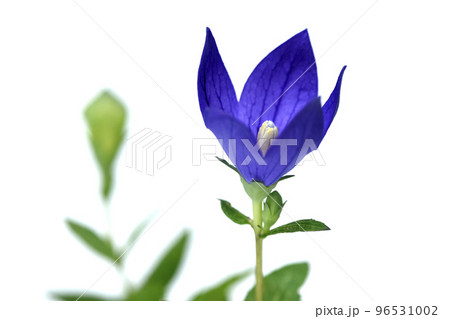 桔梗の花 　秋の七草のひとつ　（fix撮影） 96531002