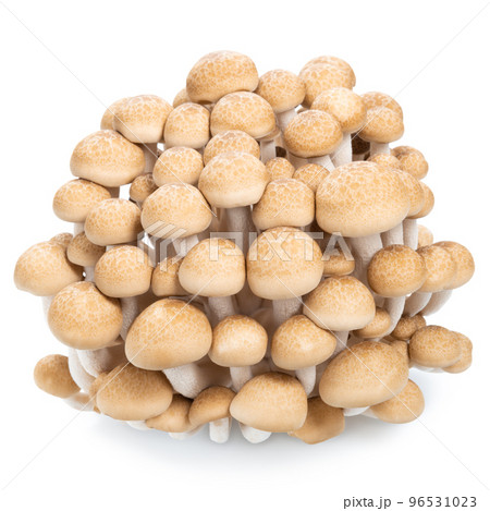 group of edible Hon shimeji mushrooms isolated group of edible Hon shimeji mushrooms isolated 96531023
