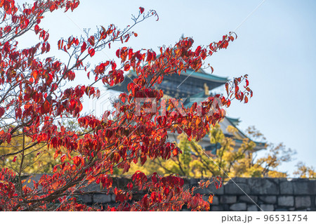 【紅葉】秋の大阪城公園【大阪城天守閣】 【紅葉】秋の大阪城公園【大阪城天守閣】 96531754