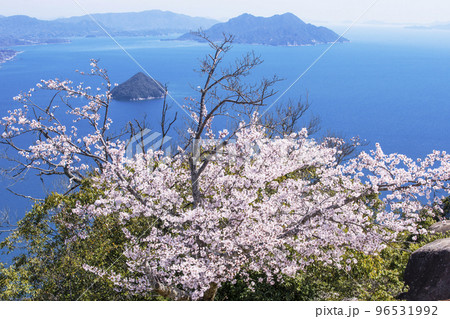 弥山の桜　宮島の満開の桜　宮島の春の風景　広島観光名所　瀬戸内海と桜　2023年G7サミット　 96531992