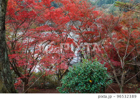 曽木の滝公園の紅葉 曽木の滝公園の紅葉 96532389