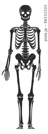 Human bone structure. Black skeleton silhouette. Medical illustration Human bone structure. Black skeleton silhouette. Medical illustration 96532505
