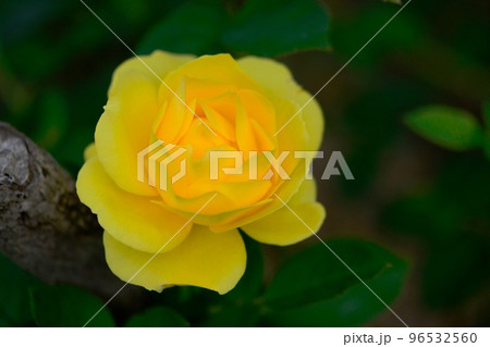 黄色い薔薇 黄色い薔薇 96532560
