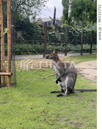 kangaroo sitting on the lawn with a long tail 96532752