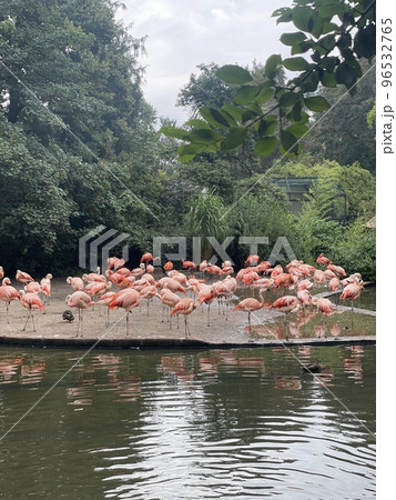 a flock of pink flamingos walking on a small island 96532765