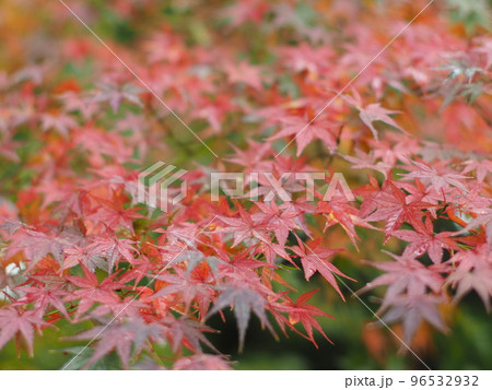 紅葉 紅葉 96532932