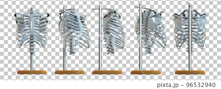 肋骨標本 96532940