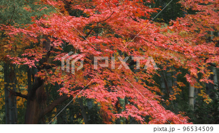 紅葉と竹林 96534509