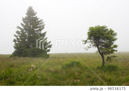Two trees of spruce on mountain meadow on foggy summer day. Jesenik mountains. Two trees of spruce on mountain meadow on foggy summer day. Jesenik mountains. 96536175
