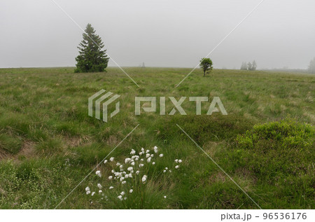 Two trees of spruce on mountain meadow on foggy summer day. Jesenik mountains. Two trees of spruce on mountain meadow on foggy summer day. Jesenik mountains. 96536176