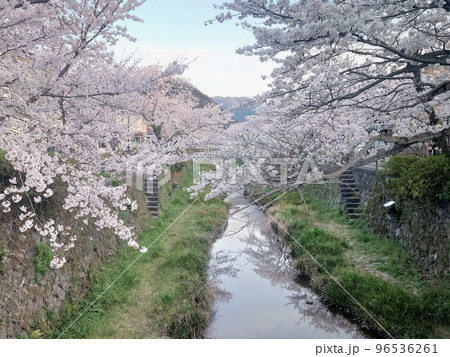 小川を覆う満開の桜並木と水面に反射する桜 96536261