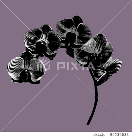 Graphic black orchid. Phalaenopsis is a realistic tropical flower. isolated illustration 96536688