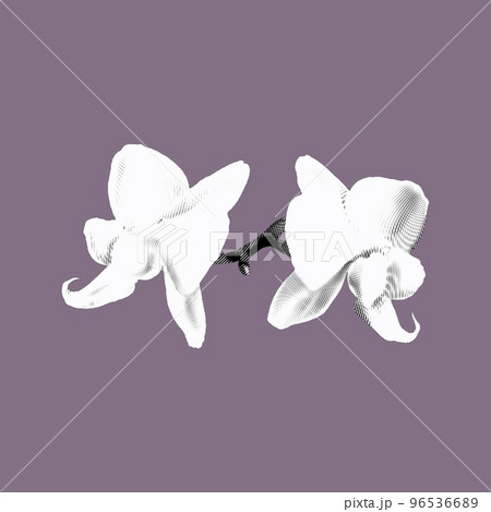 Graphic white orchid. Phalaenopsis is a realistic tropical flower. isolated illustration Graphic white orchid. Phalaenopsis is a realistic tropical flower. isolated illustration 96536689