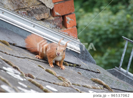 冬場に住宅の屋根を移動して都市生活に馴染んでいるドイツのヨーロッパアカリス(リスの一種) 冬場に住宅の屋根を移動して都市生活に馴染んでいるドイツのヨーロッパアカリス(リスの一種) 96537062
