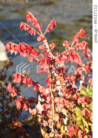 鮮やかに紅葉したニシキギ・2022年10月　 96537132