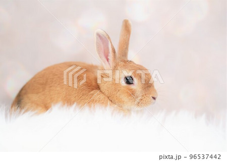 ウサギのスナップ 96537442