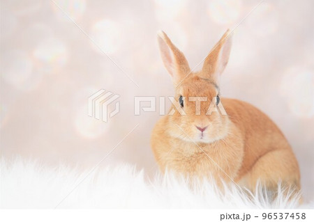 ウサギのスナップ 96537458