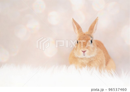 ウサギのスナップ 96537460